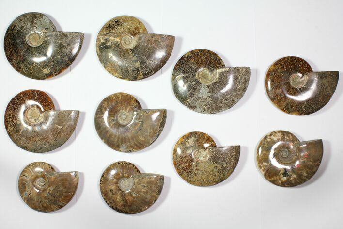 Lot: - Polished Whole Ammonite Fossils - Pieces #116726